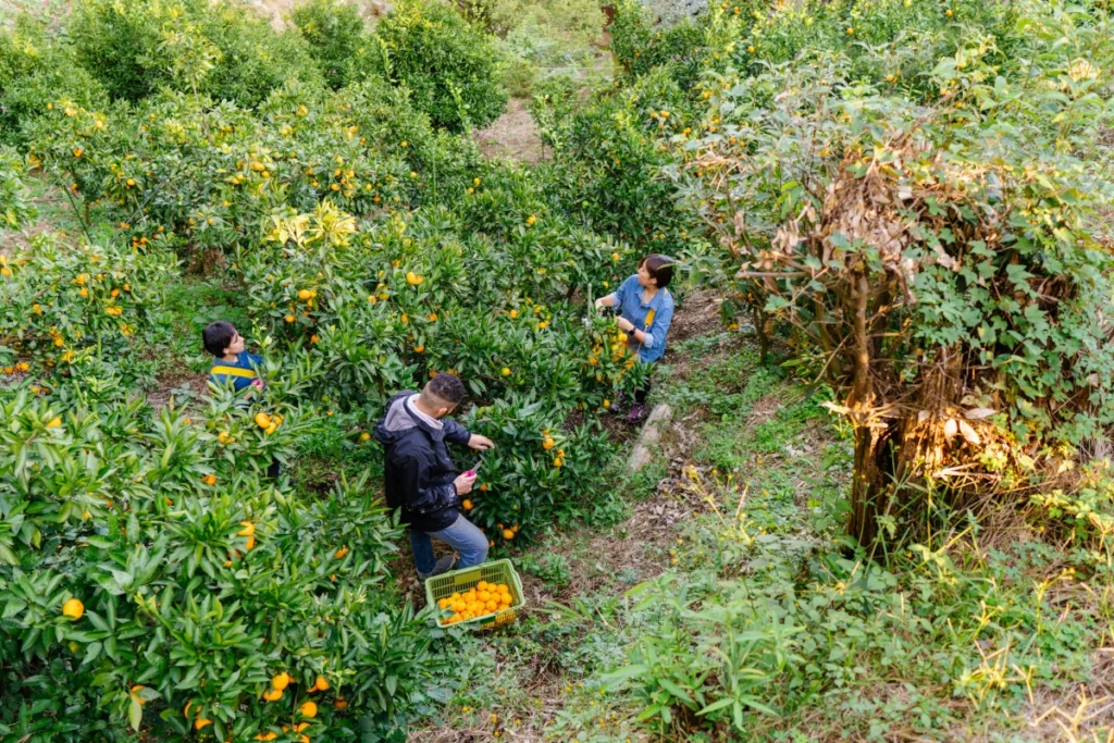 Oranges & citrus farmers